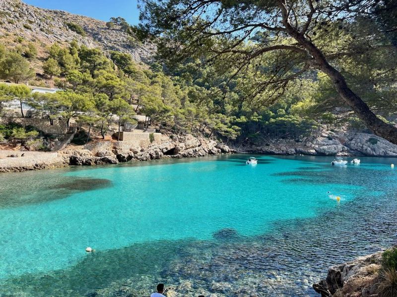 Clear turquoise water and pines at Cala Murta on the Formentor peninsula